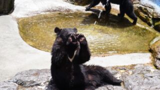 【2025年最新版】奥飛騨クマ牧場完全攻略!【割引・滞在時間やどんな体験ができる?など徹底解説】