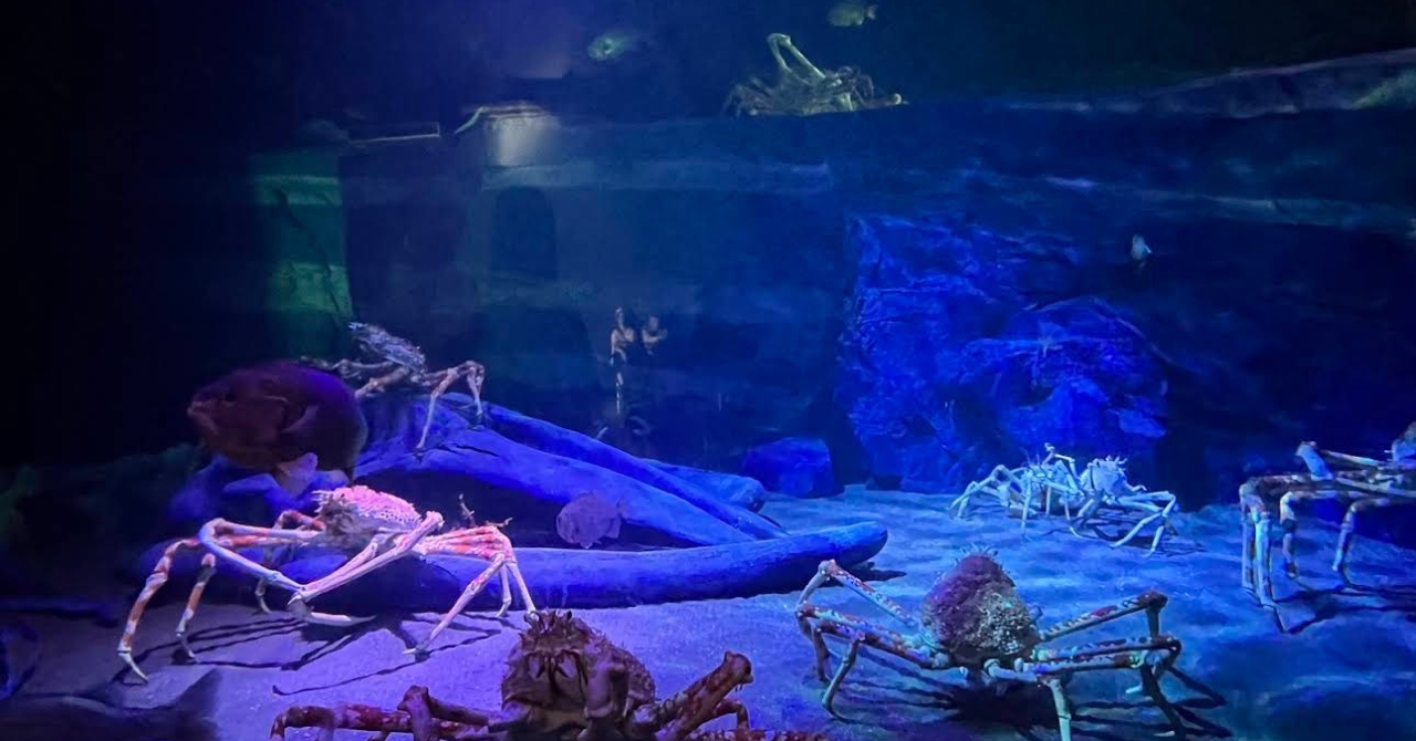【2026年最新版】竹島水族館完全ガイド｜料金・駐車場・所要時間・見どころを徹底レビュー